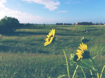Yellow flowers growing on field