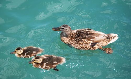 High angle view of ducks in lake