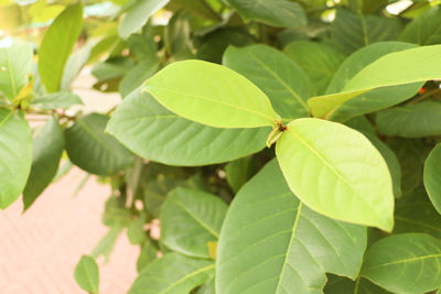 Close-up of green leaves