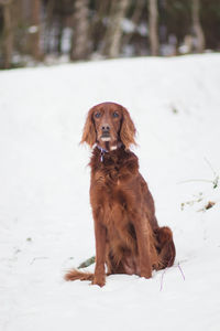 Portrait of dog sitting outdoors