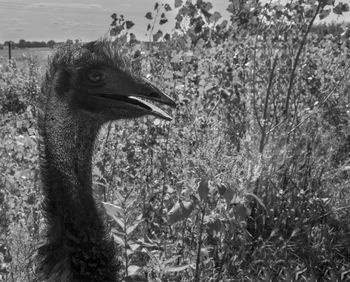 Close-up of an emu on field