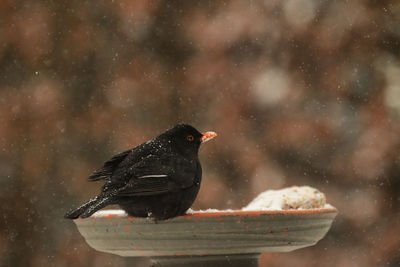 Close-up of bird perching on snow