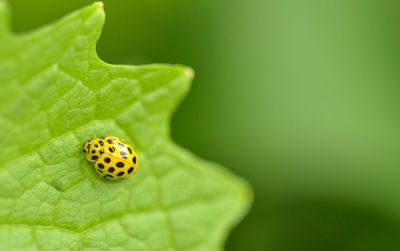 Close-up of insect on leaf