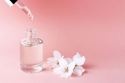 Close-up of pink flower