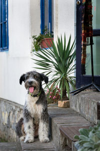 Portrait of dog sitting outdoors