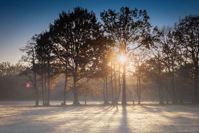 Sunlight streaming through trees on field during winter