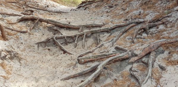 Full frame shot of tree trunk