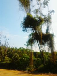 Trees against sky