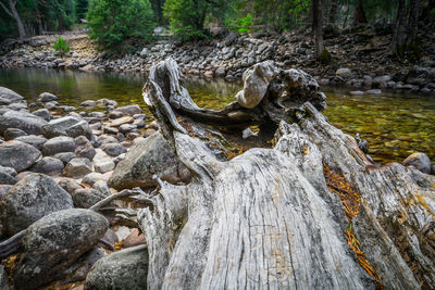 View of driftwood on rock in forest