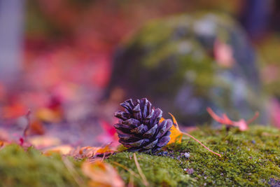 Close-up of pinecone on moss surface