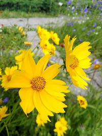 Close-up of yellow flower