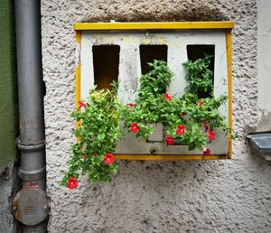 Potted plants in balcony