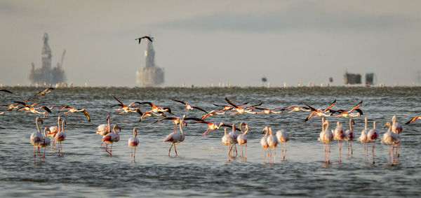 Flock of seagulls in lake