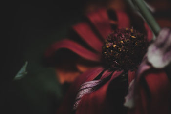 Close-up of red flower blooming outdoors