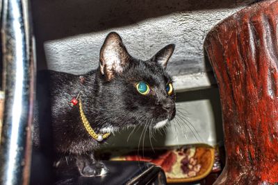 Close-up portrait of a cat