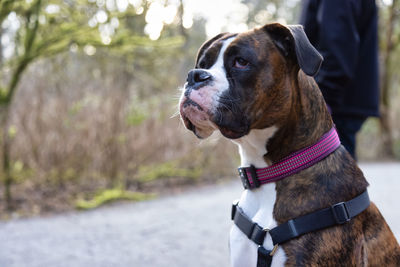 Close-up of dog looking away