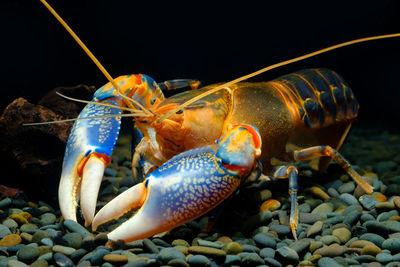 Close-up of crab on rock in sea