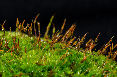 Plants growing on field at night