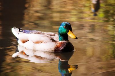 Close-up of duck swimming in lake