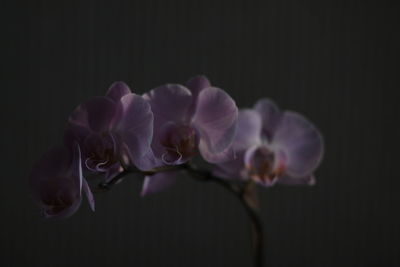 Close-up of purple flowering plant against black background