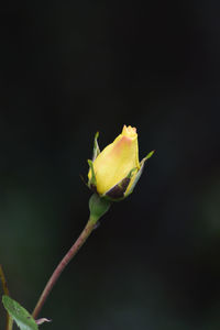 Close-up of yellow flower