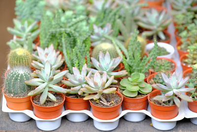 Close-up of succulent plants in pot