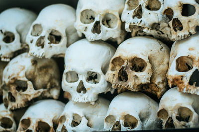 Close-up of human skull