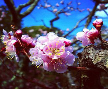 Close-up of pink cherry blossom