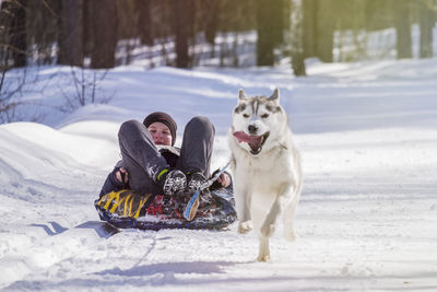 Boy sitting on sled pulled by dog on snow covered field
