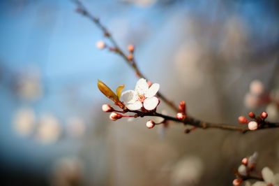 Close-up of white cherry blossoms in spring