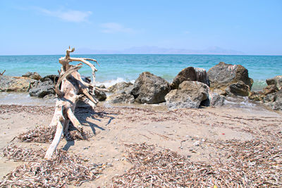 Driftwood on beach against sky