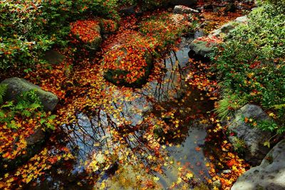 Trees in forest during autumn