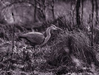 Grey heron perching on field by grass