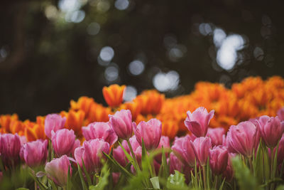 Close-up of pink flowering plants