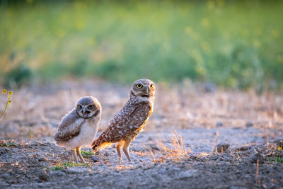 Burrowing owl