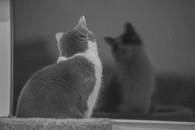 Cat looking at camera