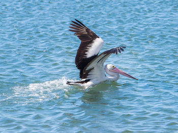 Close-up of bird in lake