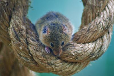 Close-up portrait of squirrel