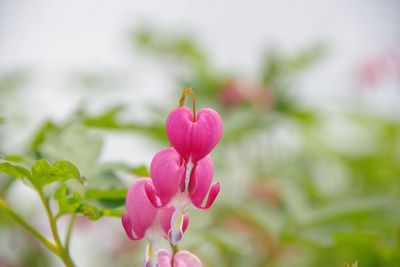 Close-up of pink bleeding heart flower