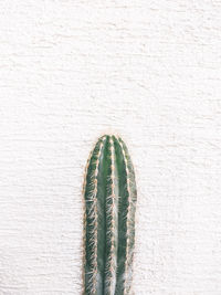 Cactus on white wall background. minimal floral botanical aesthetic. travel in details. 