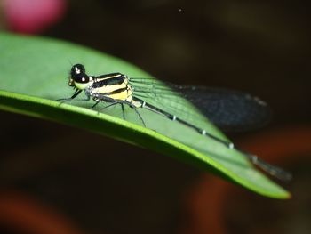 Close-up of damselfly on leaf