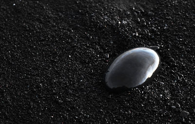 High angle view of jellyfish on beach