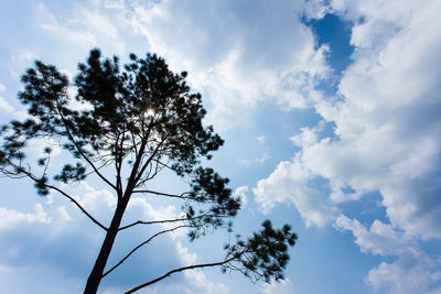 Low angle view of silhouette tree against sky