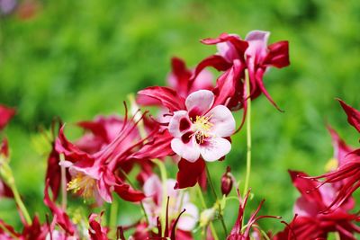 Close-up of pink flowering plant