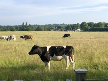 Cows grazing in a field