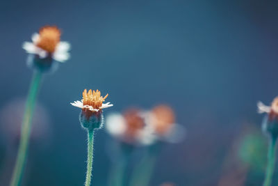 Close-up of flowering plant against blue sky