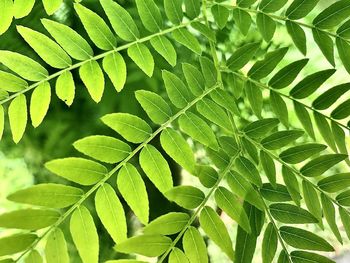 Full frame shot of fresh green leaves