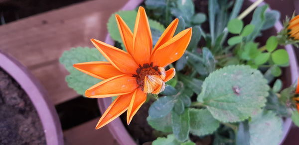 Close-up of orange flower