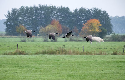 Canadian goose flight in dutch nature scape