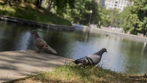 Birds perching on a lake